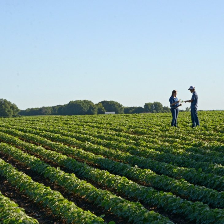 Woman and man standing in a young soybean field