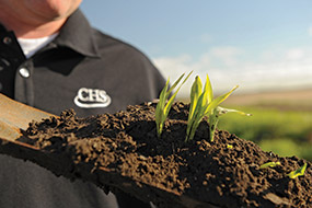 Man holding seedlings that are growing on a board