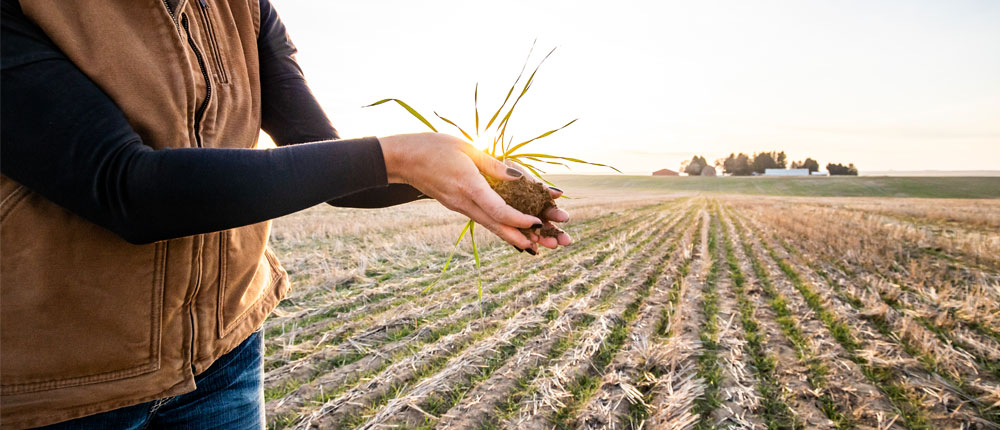 Woman's hands holding a seedling