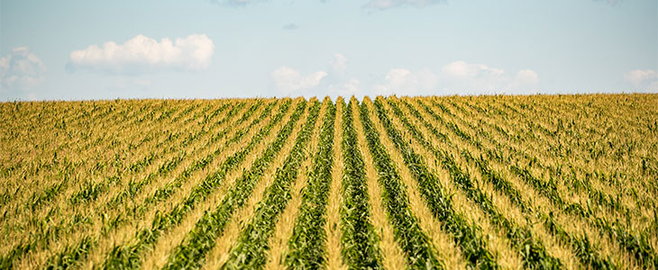 field