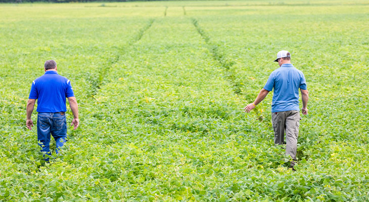 Farmer and agronomist walking through soybean field