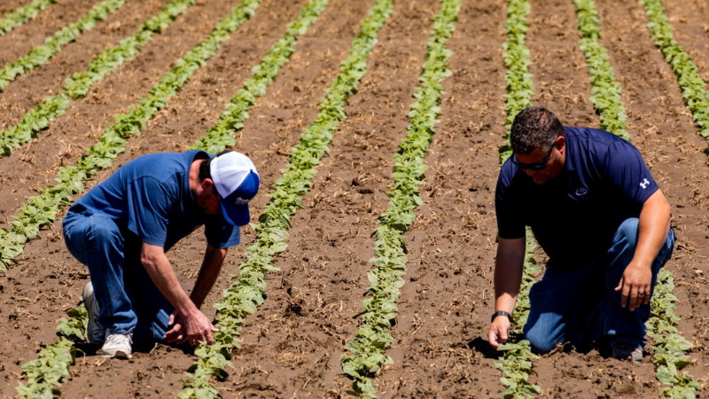 Two men kneeling in a crop field