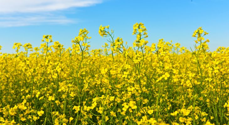 Canola field